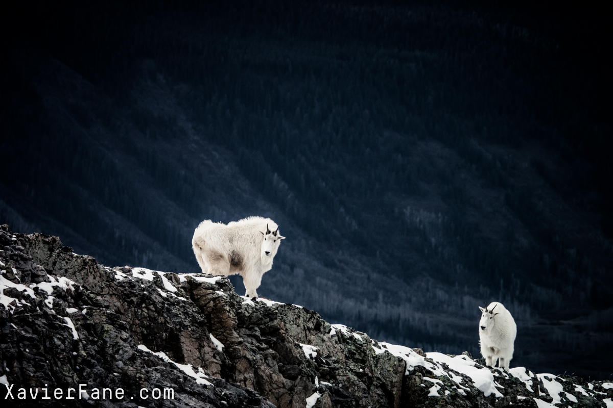 crested butte mountain goats
