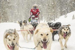 Dog Sledding Crested Butte
