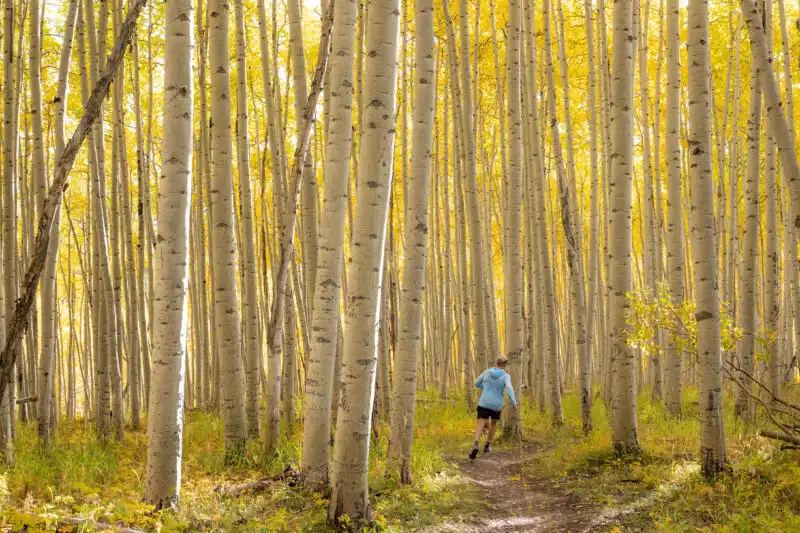 Trail running through aspens near Elk Mountain Lodge in Crested Butte