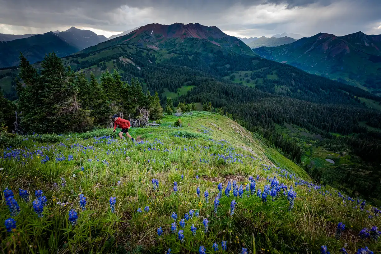 Summer wildflowers on a hiking trail in the Elk Mountains near Crested Butte, Colorado